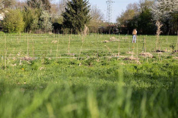 Le Verger des Poires Secouées : un havre écologique au cœur de Strasbourg
